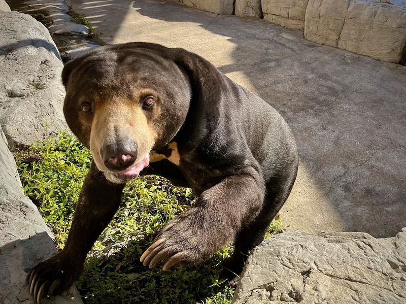 Sun Bear