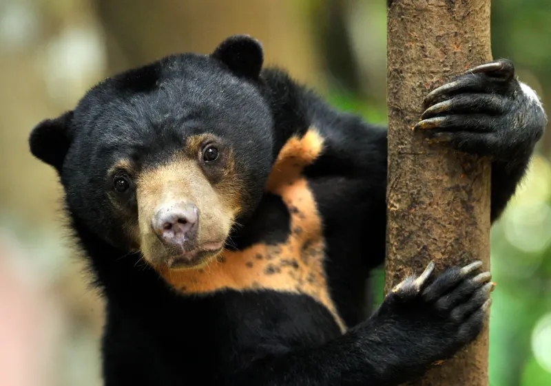 Sun Bear