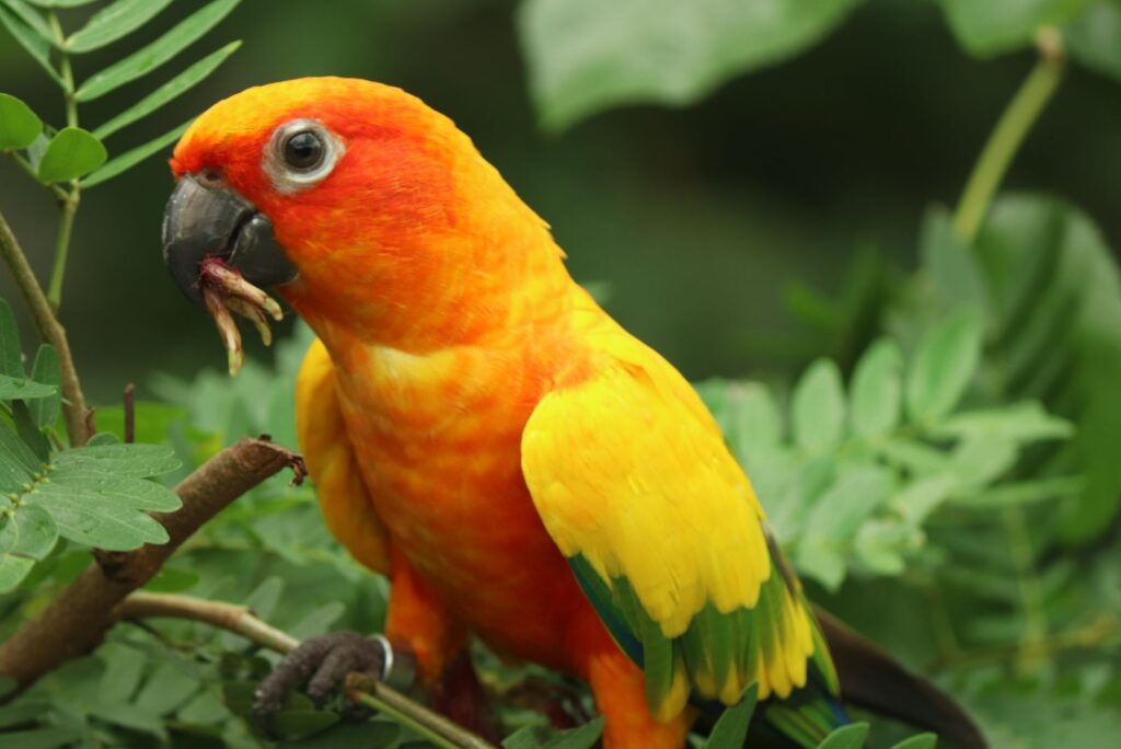 Sun Conure 