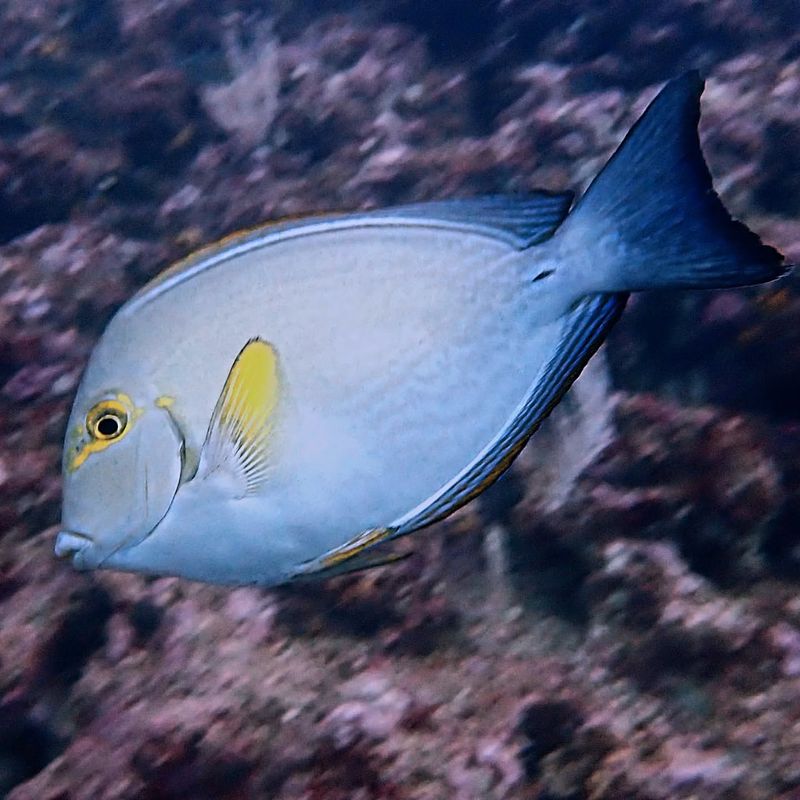 Surgeonfish