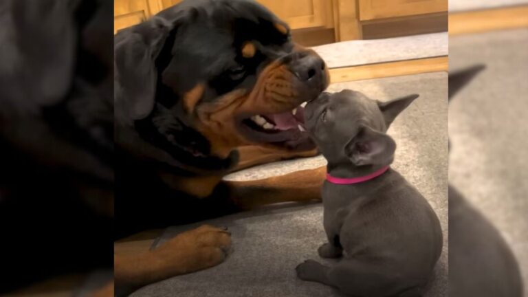 black dog and tiny dog