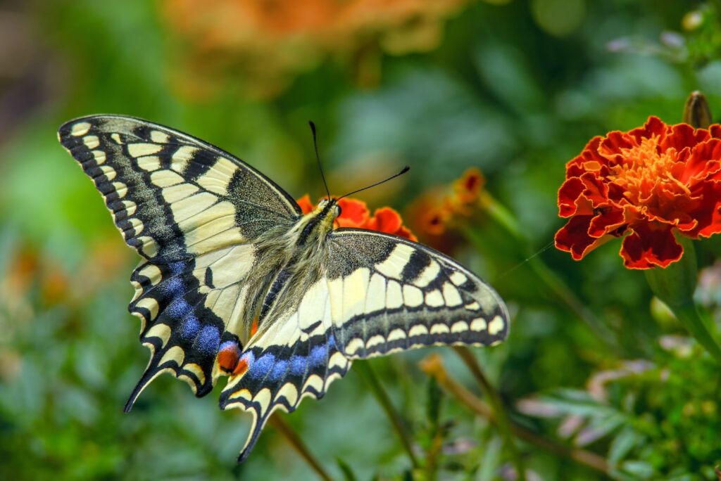 Swallowtail Butterfly