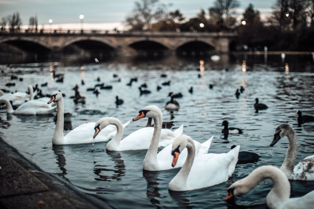 Swans