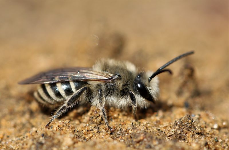 Sweat Bees