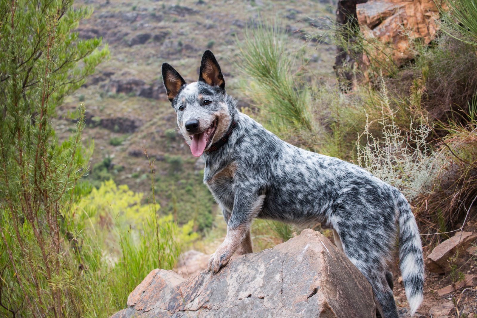 Sweet Australian Cattle Dog