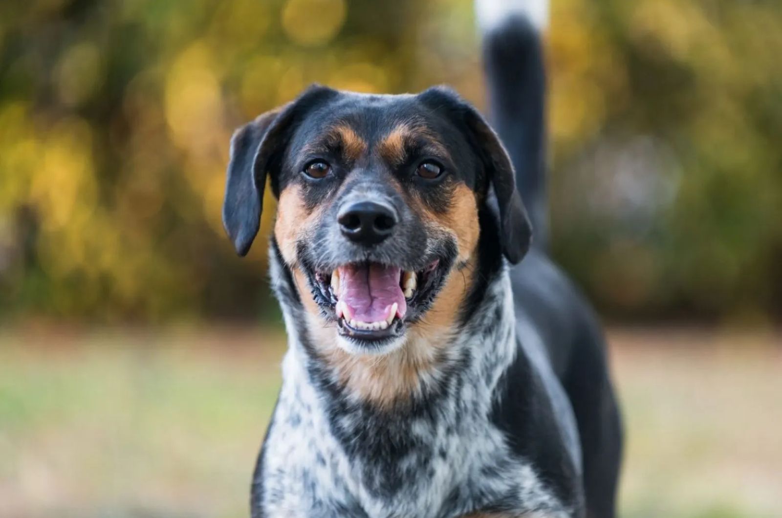 Sweet Blue Tick Beagle