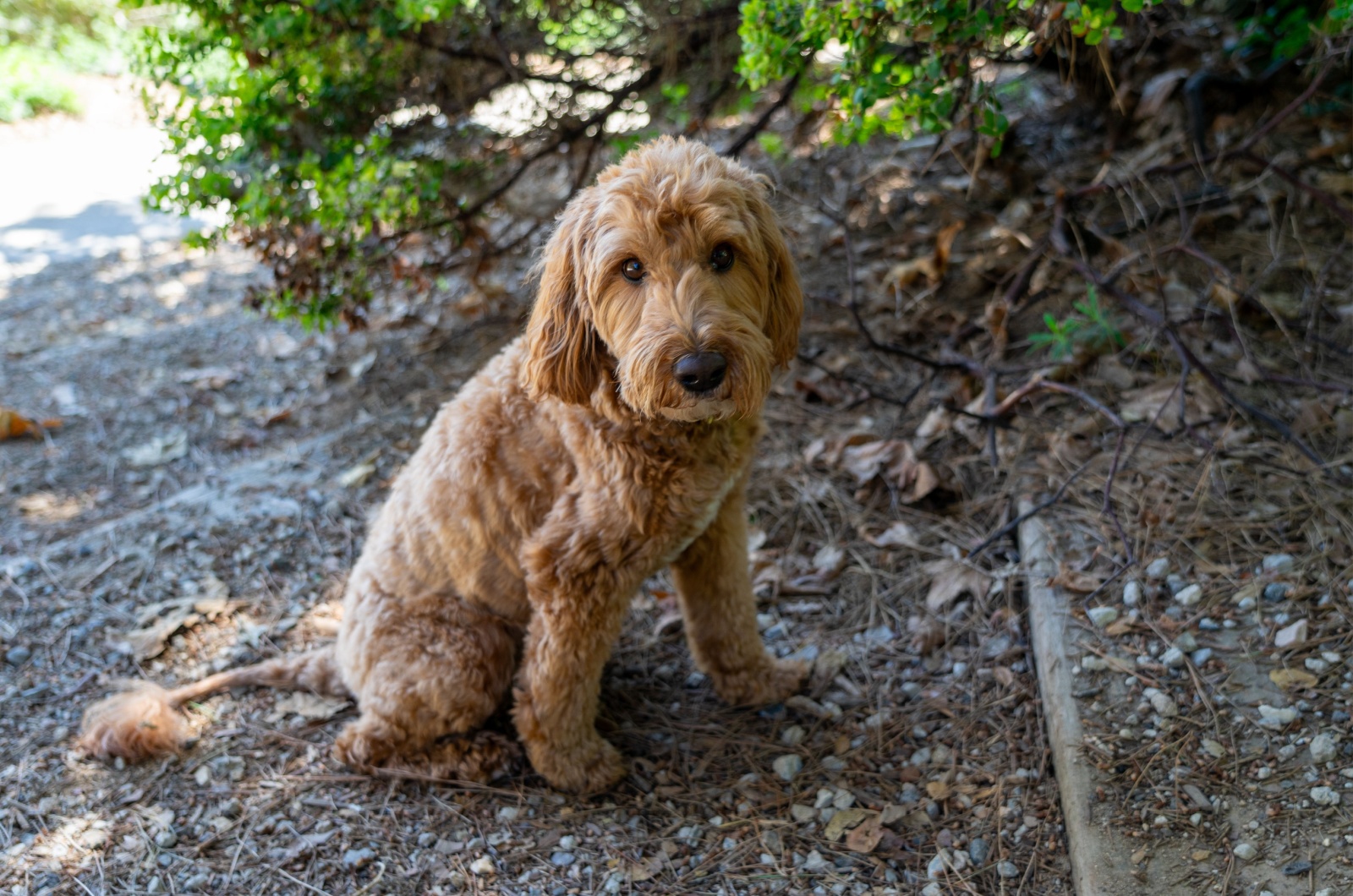 Sweet Goldendoodle