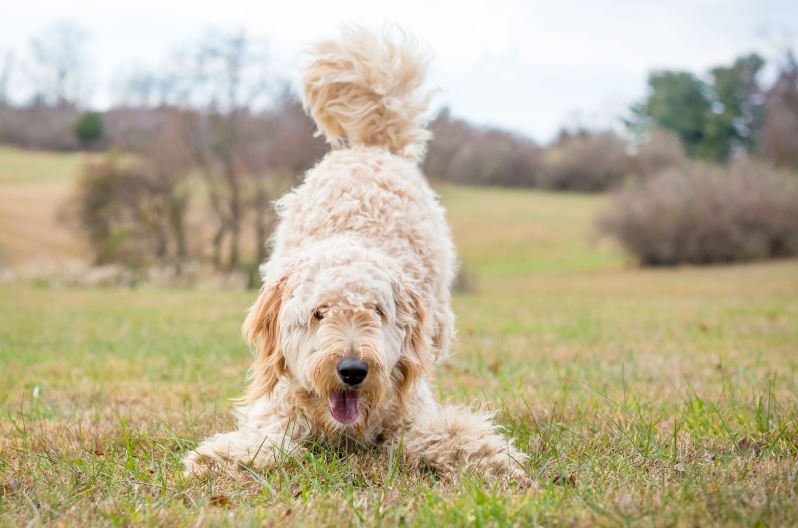 Sweet golden retriever x poodle