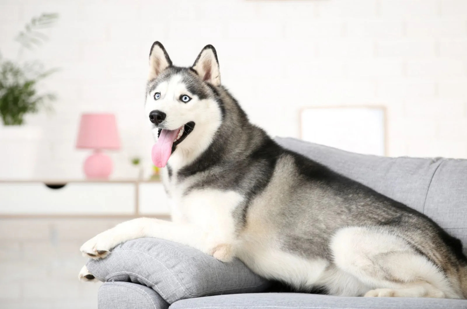 Sweet husky dog