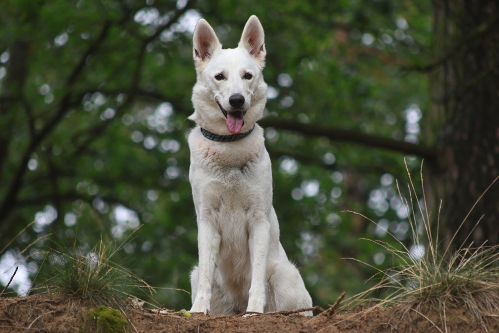 Swiss white shepherd dog