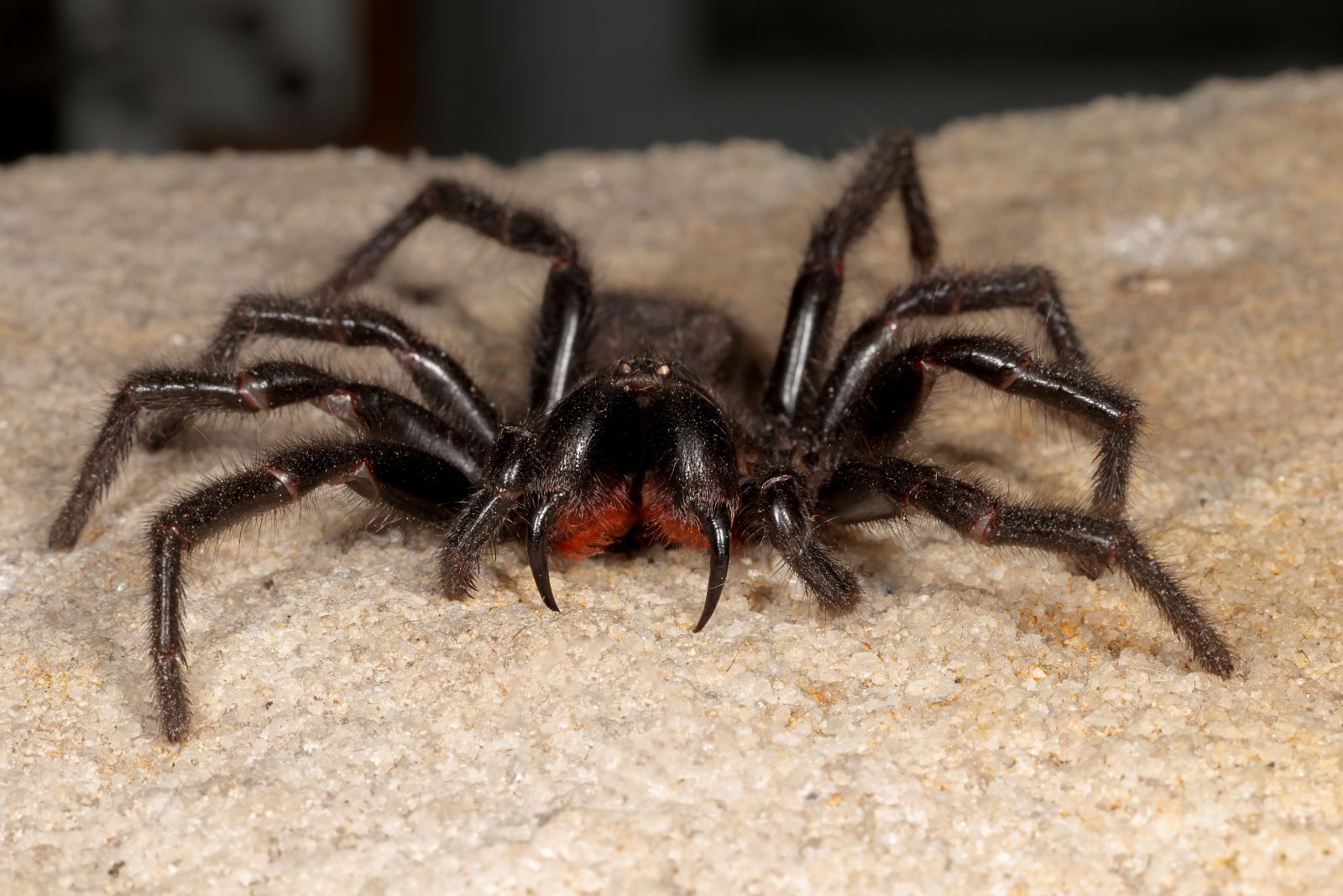 Sydney Funnel-Web Spider