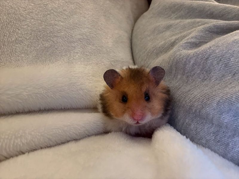 Syrian Hamster