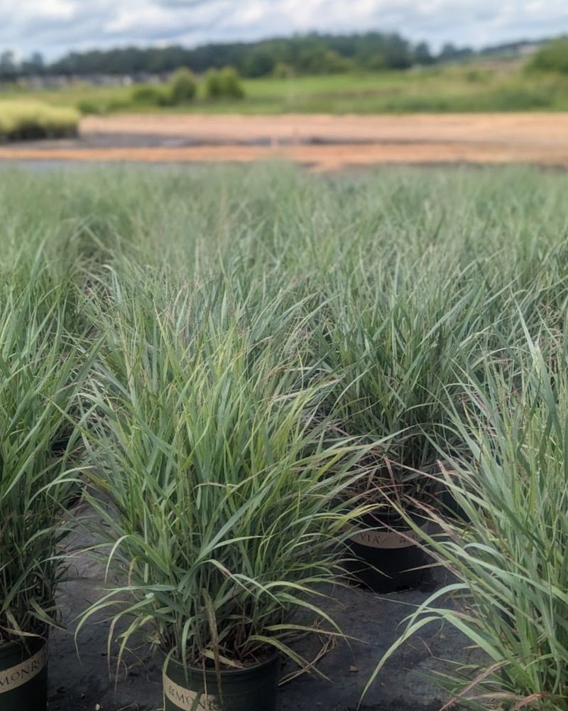 Tall Grass and Foliage