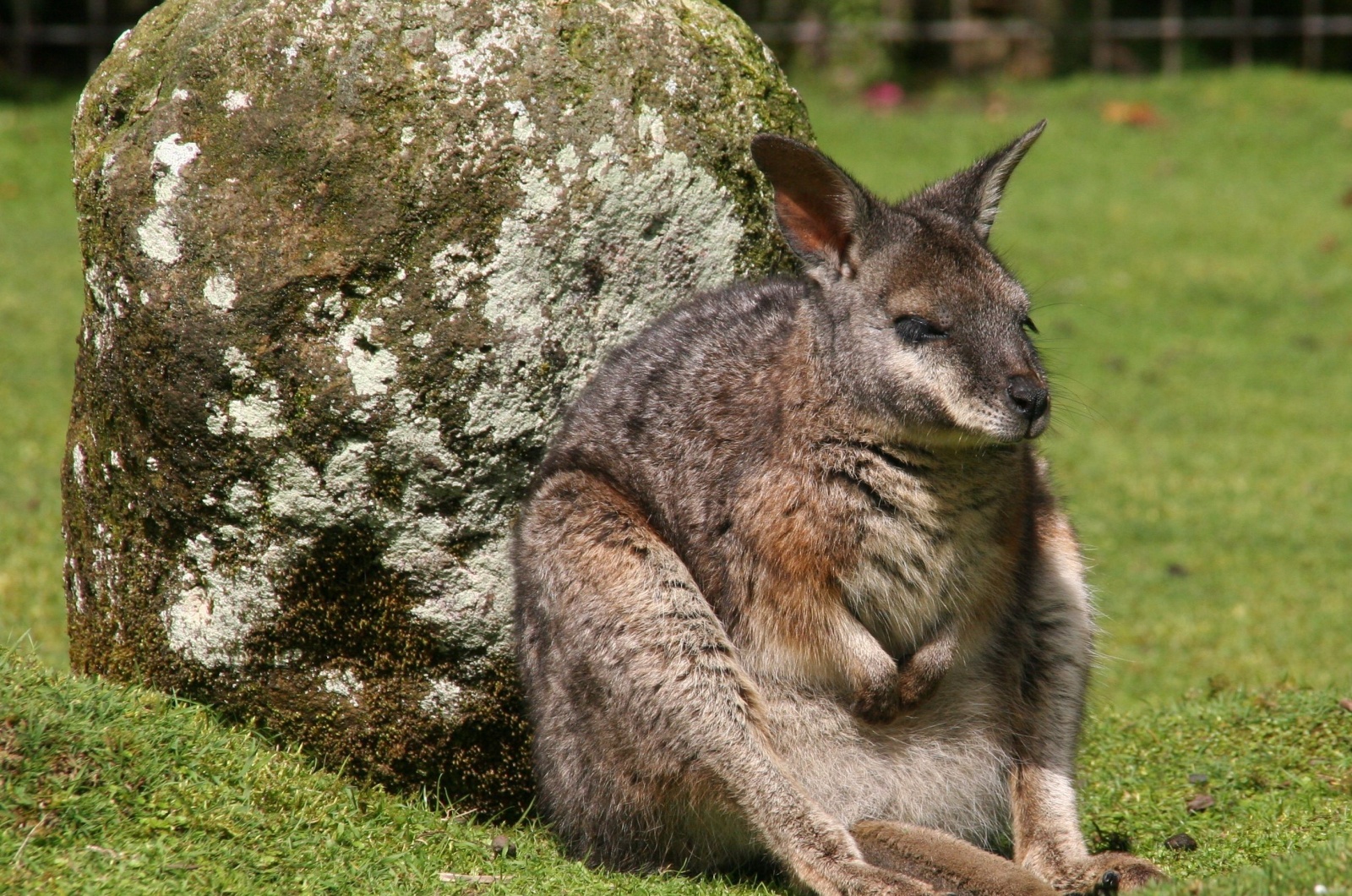 Tammar Wallaby