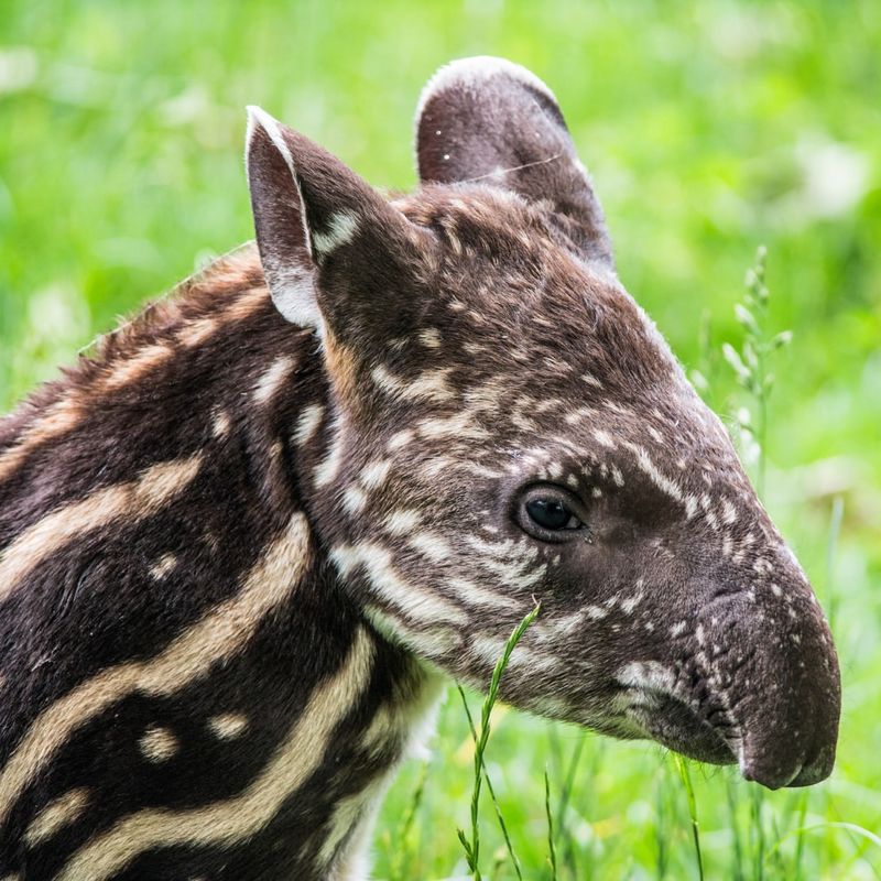 Tapir