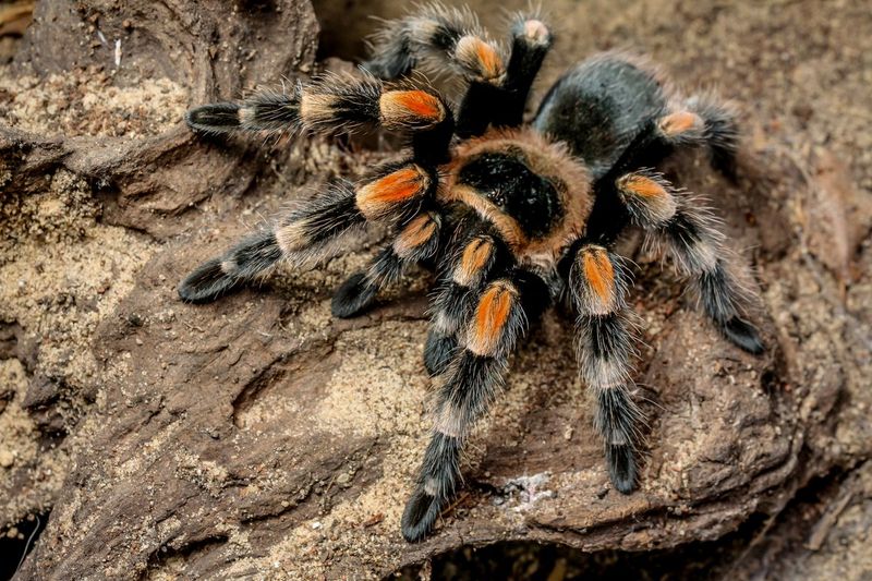 Tarantula