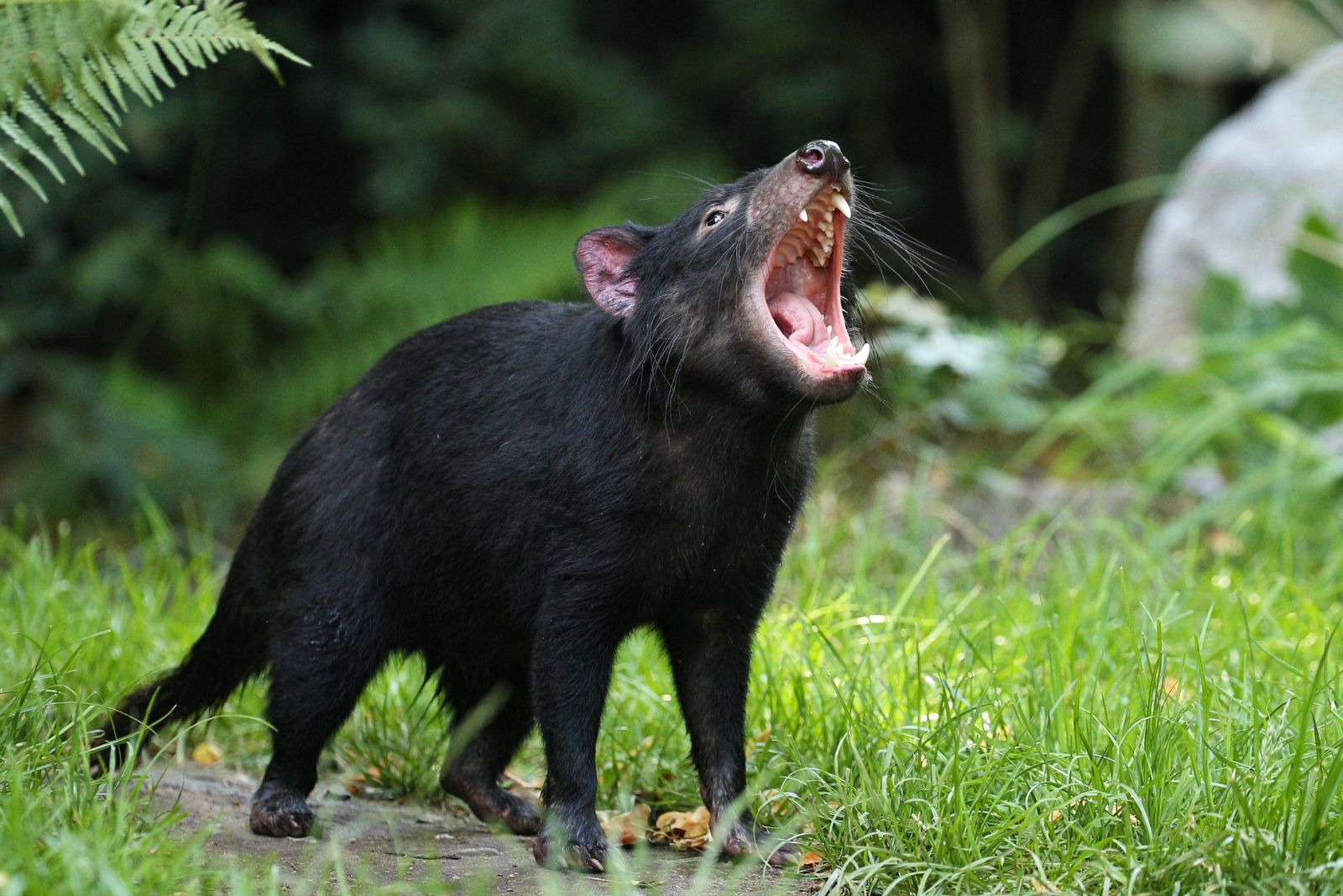 Tasmanian Devil