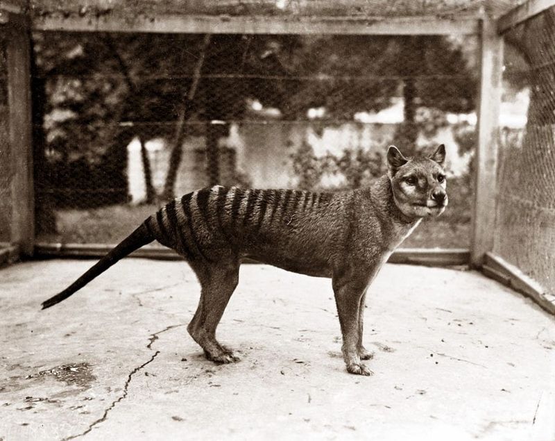 Tasmanian Tiger (Thylacine)