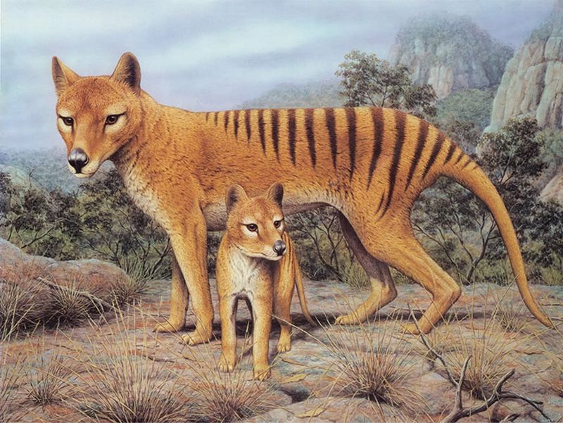 Tasmanian Tiger