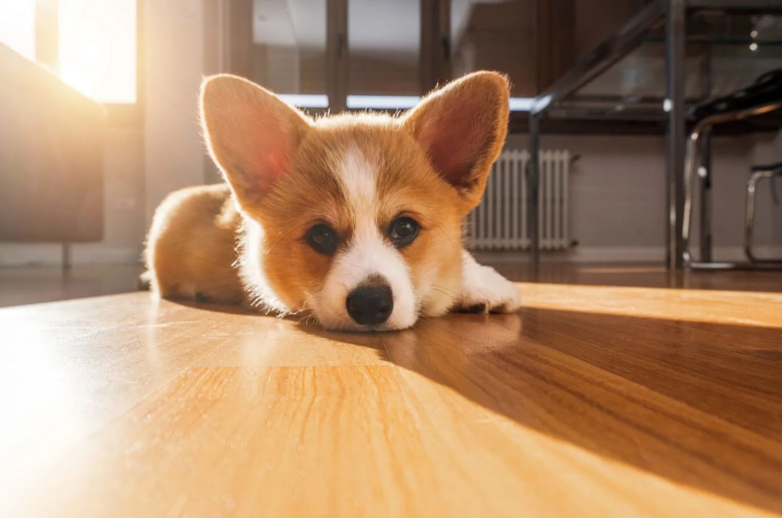 Teacup Corgi laying down