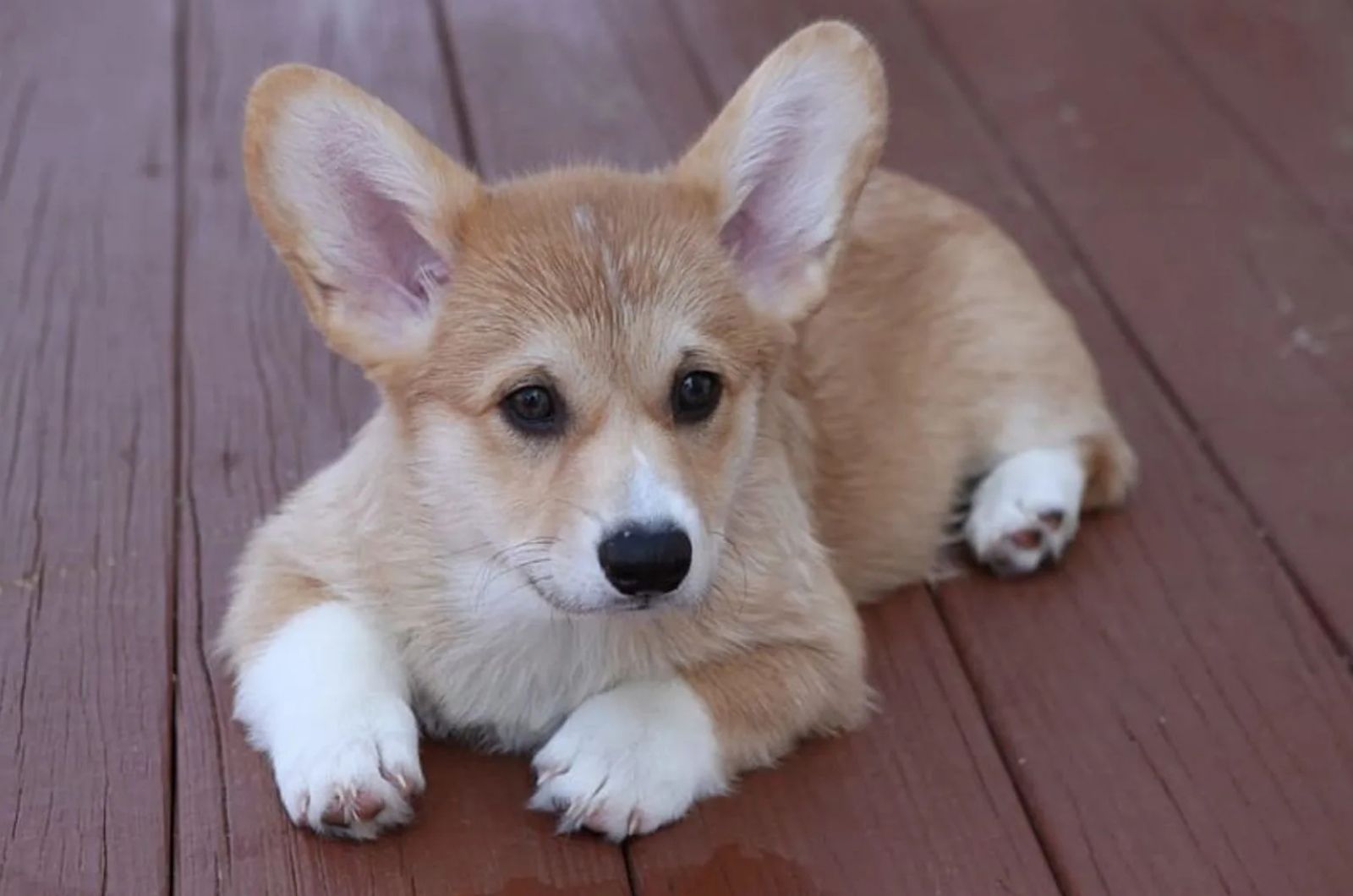 Teacup Corgi laying on a planks