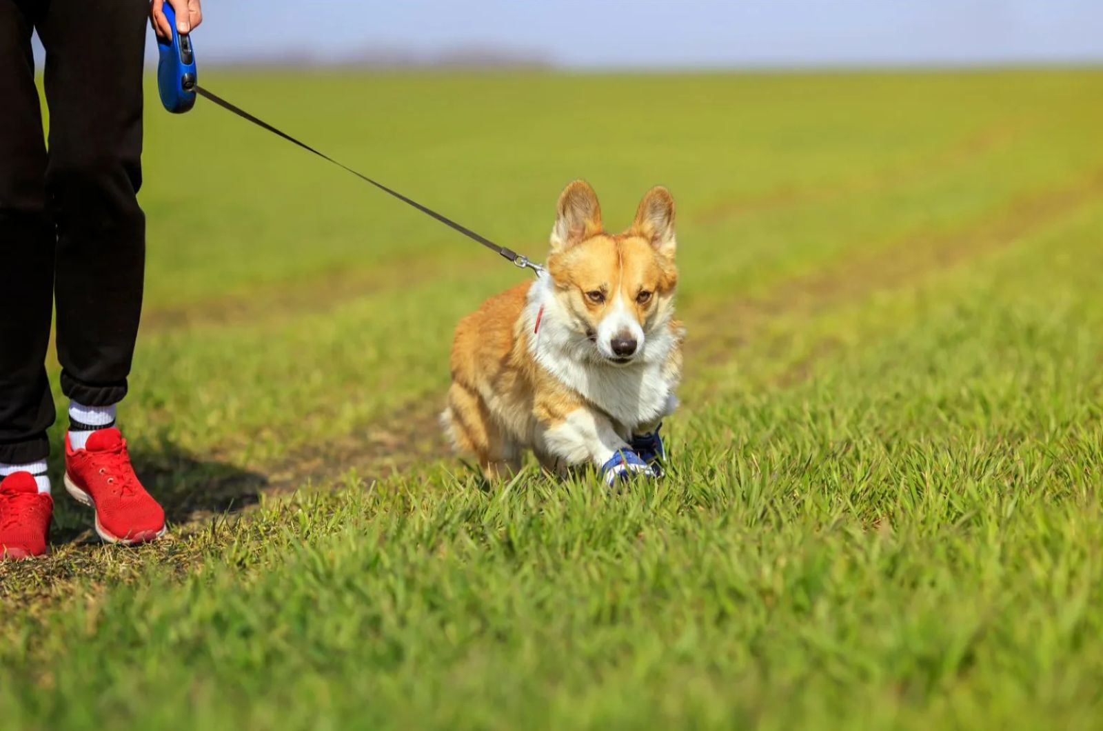 Teacup Corgi walking with owner