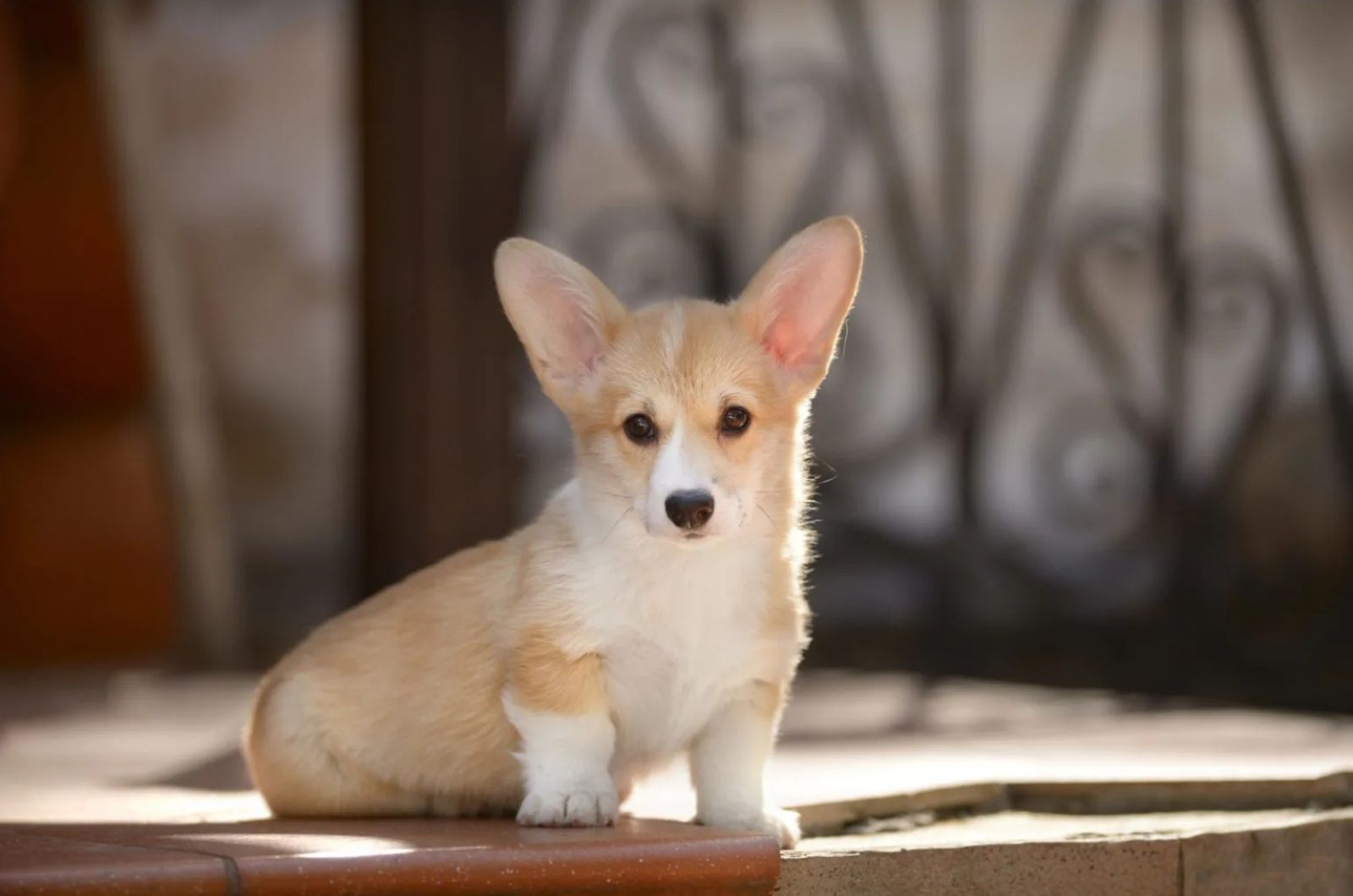 Teacup Corgi