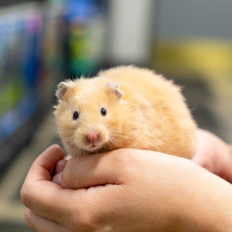 Teddy Bear Hamster