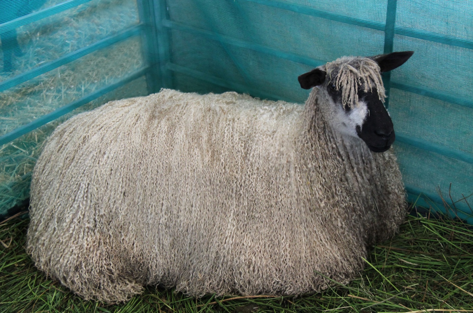 Teeswater Sheep