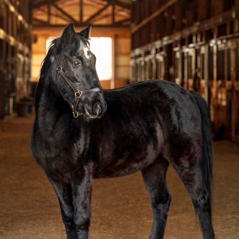 Tennessee Walking Horse