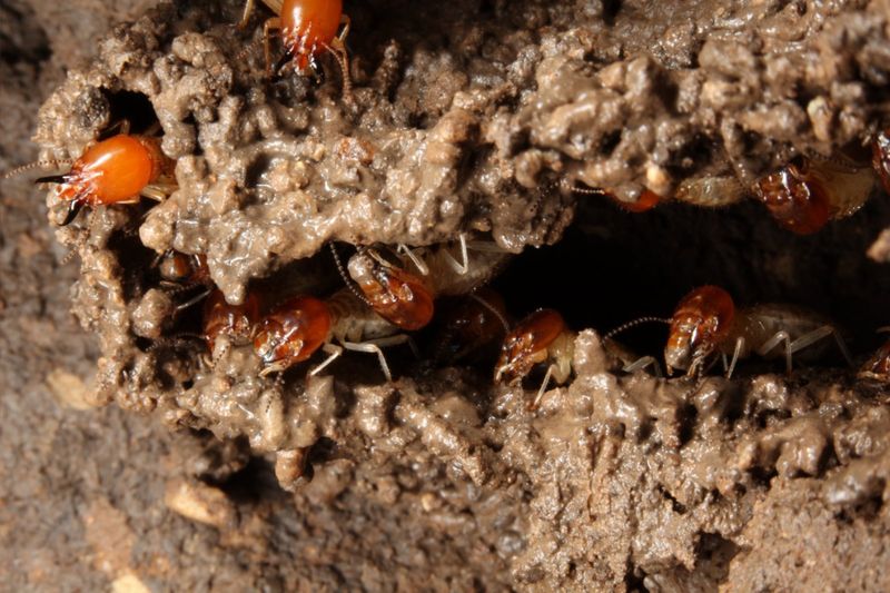 Termites