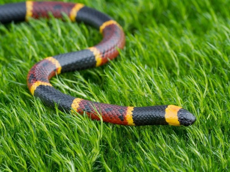 Texas Coral Snake