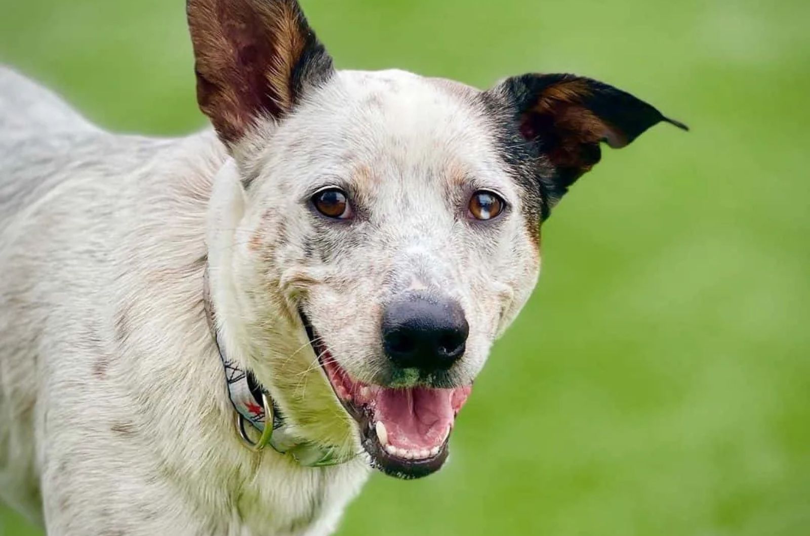 Texas Heeler