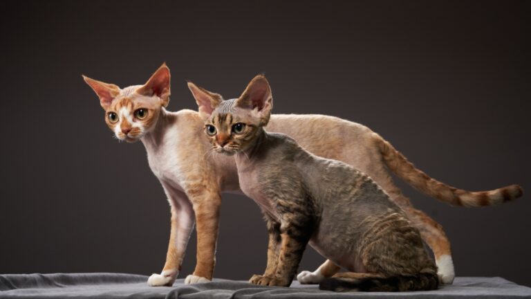 The 11 Most Athletic Cat Breeds