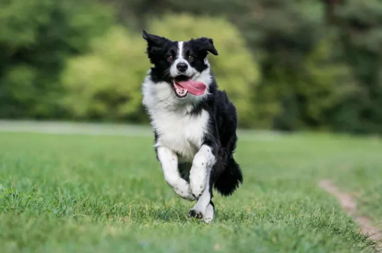 The Border Collie