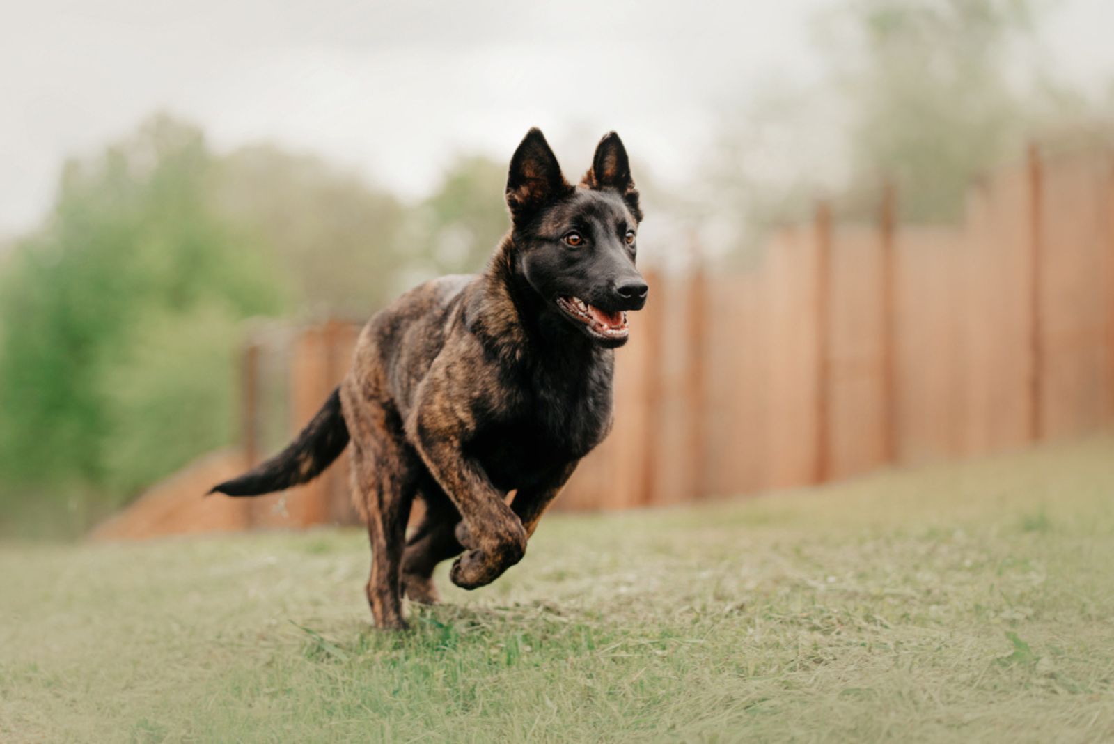 The Dutch Shepherd dog