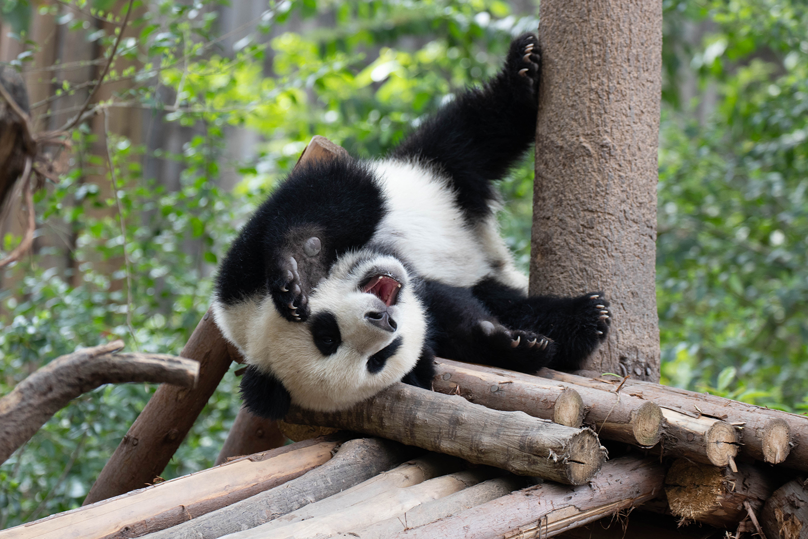 The Giant Panda