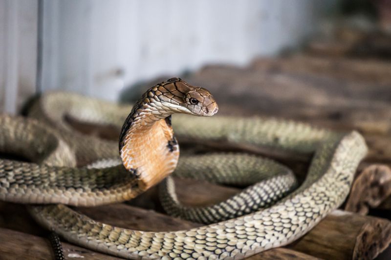 The Longest Venomous Snake