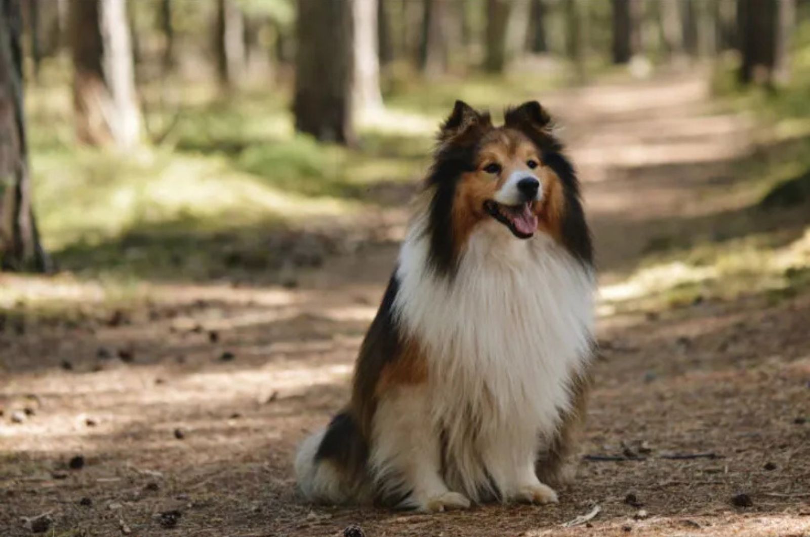 The Shetland Sheepdog