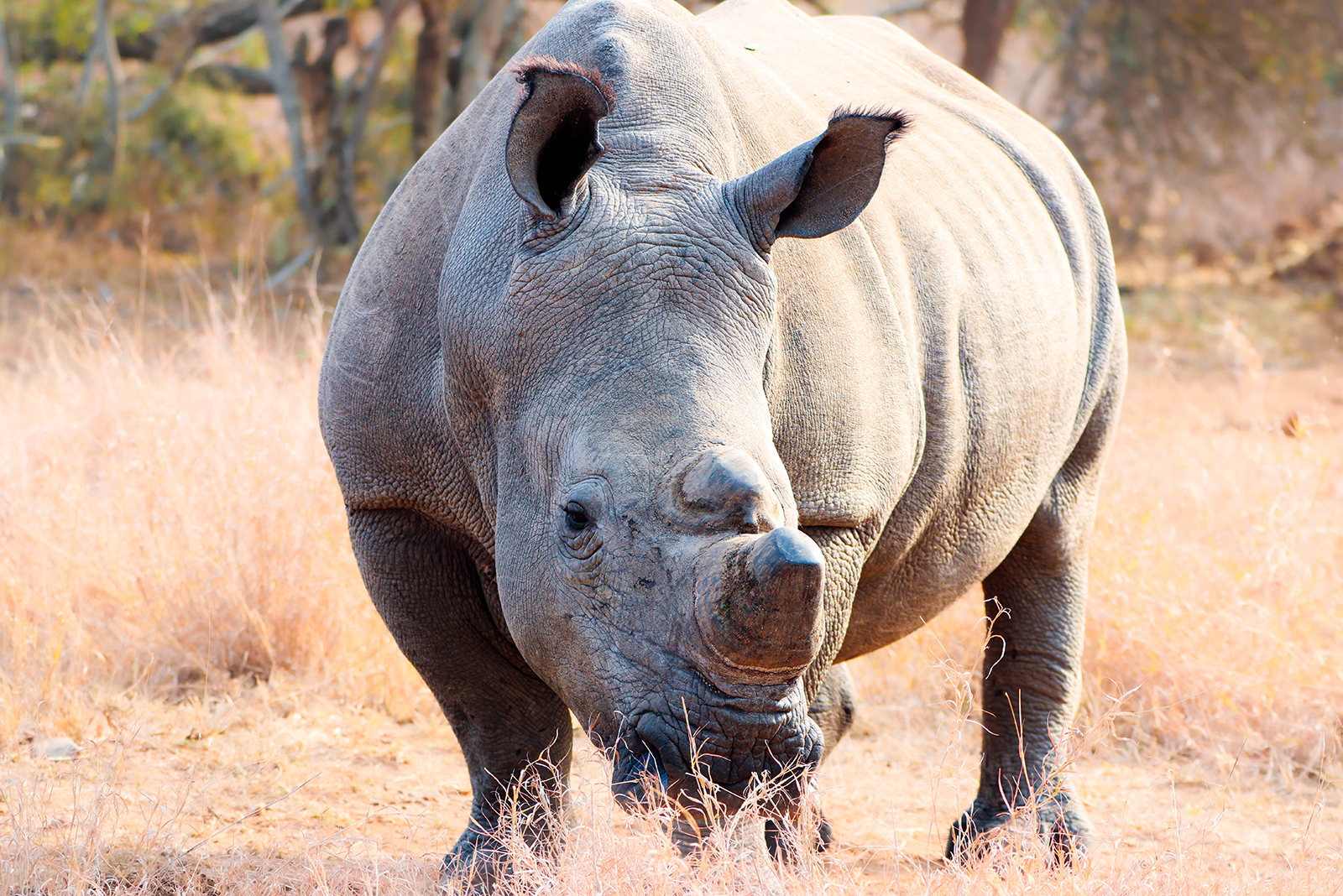 The Southern White Rhino