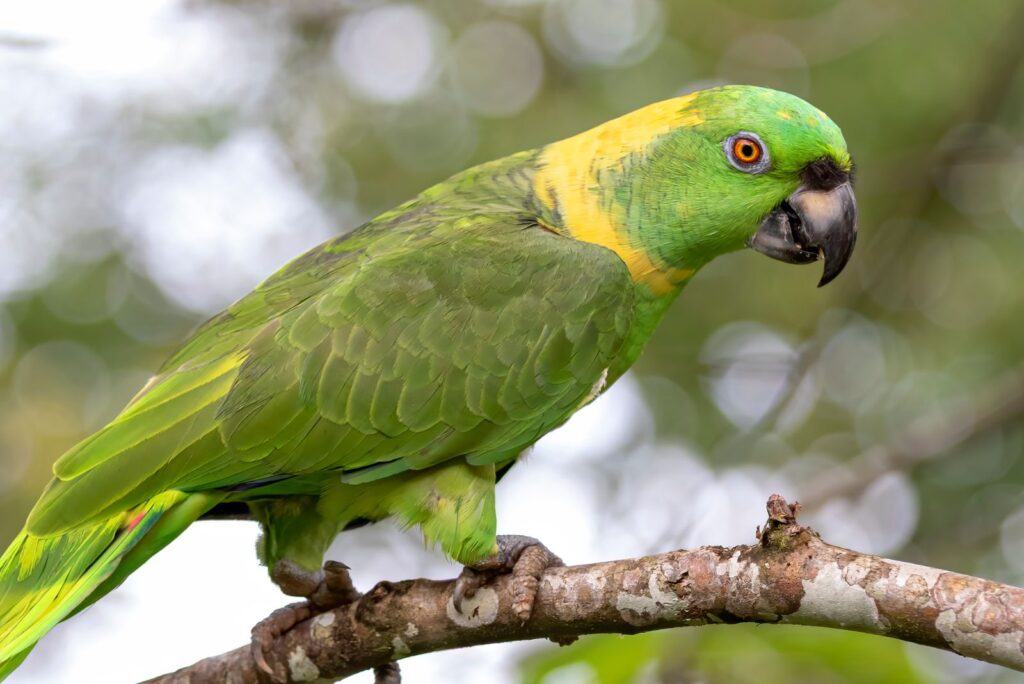 The Yellow-Naped Amazon