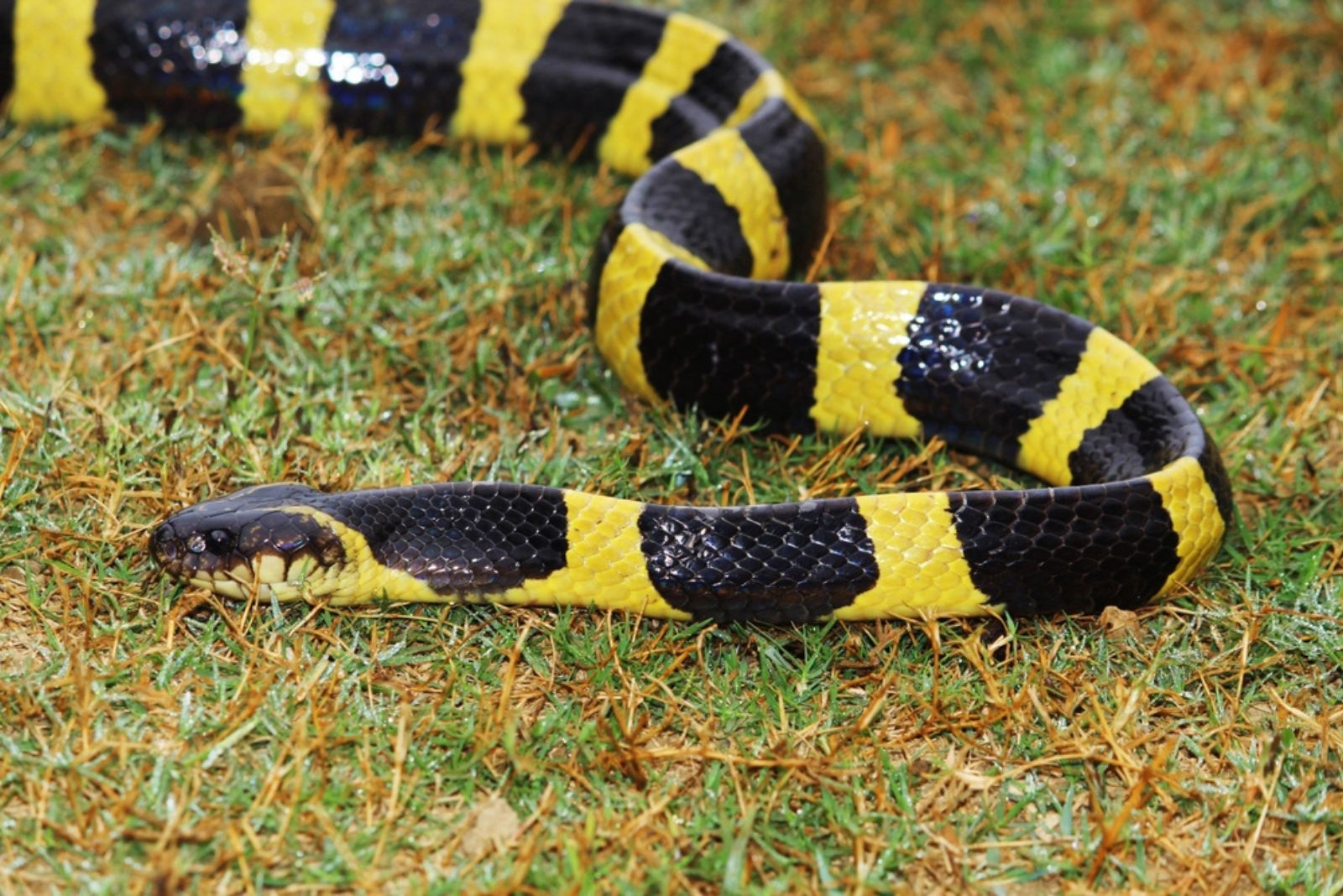 The banded krait snake