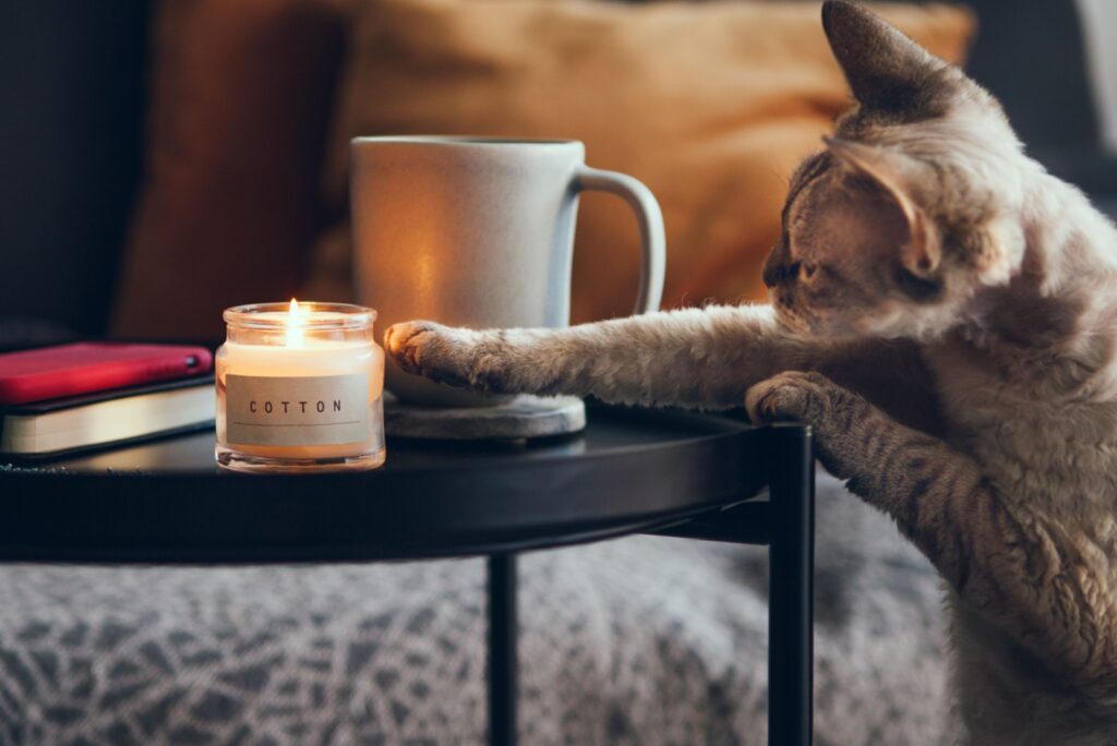 The cat is catching a candle on the table