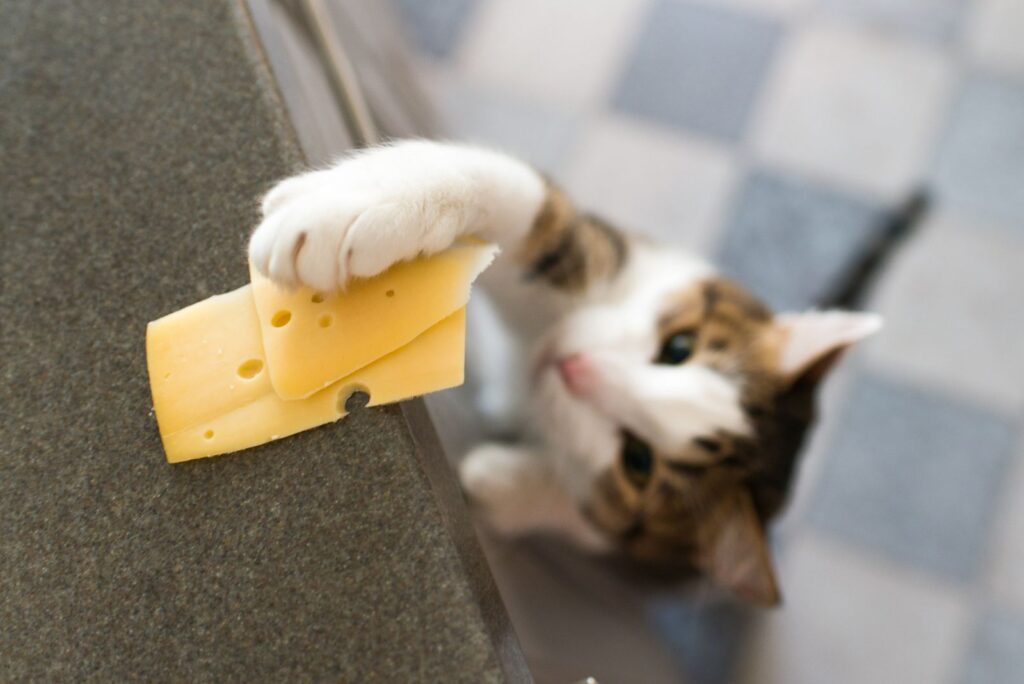 The cat is grabbing cheese from the table