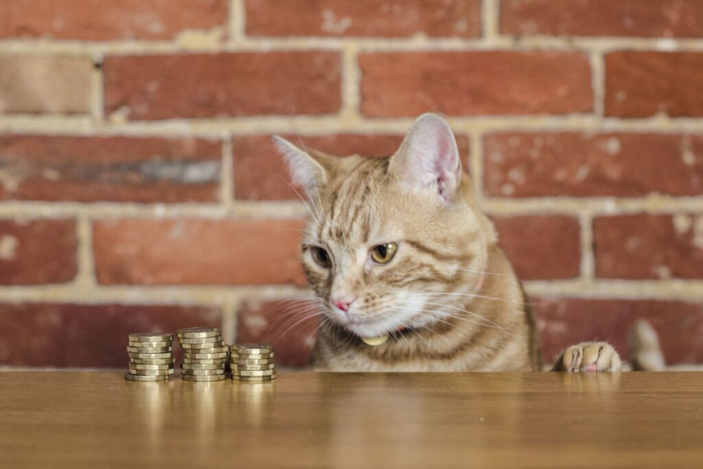 The cat is looking at the coins on the table