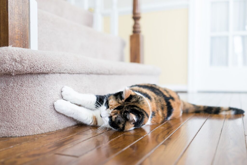 The cat is lying on the laminate and scratching the step