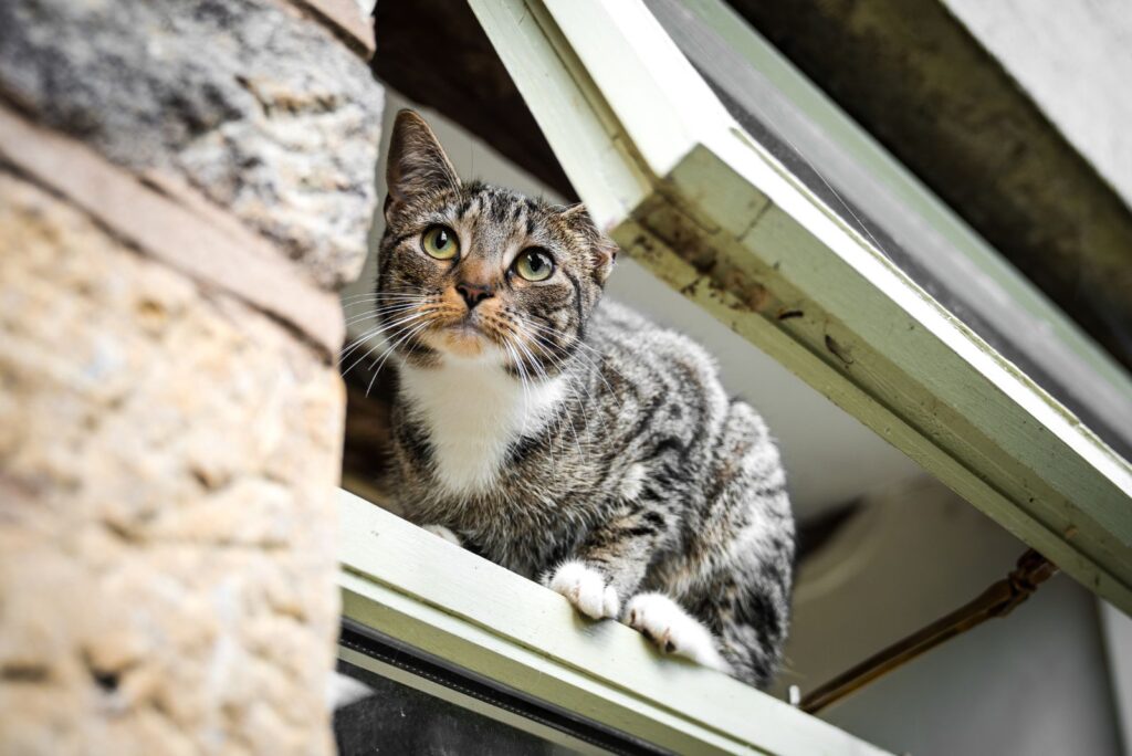 The cat is standing at the window and looking out.