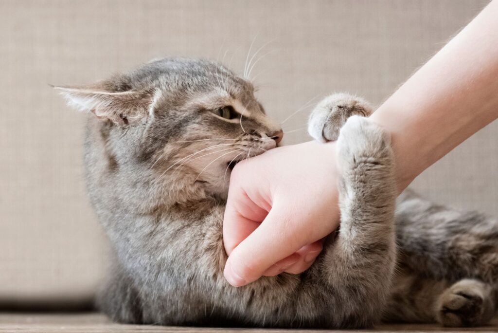 The cat scratches the woman's hands