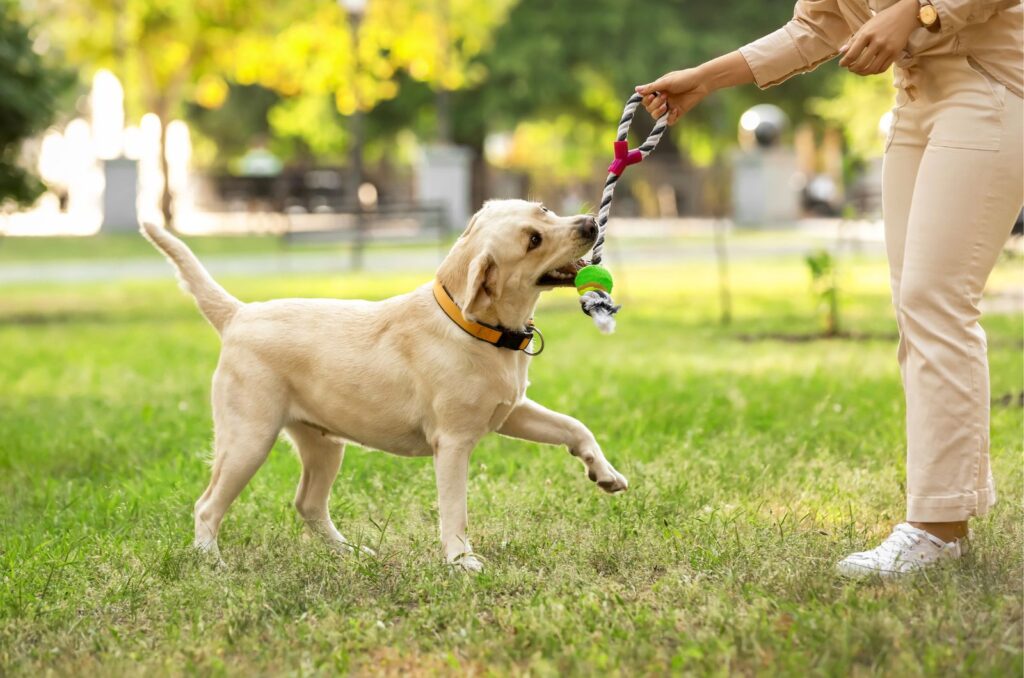 The dog grabs the rope from the girl