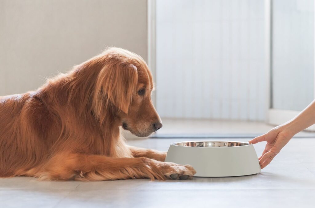 The dog is lying next to the food bowl